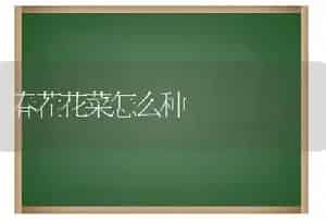 春茬花菜怎么种