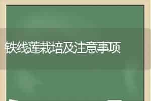 铁线莲栽培及注意事项