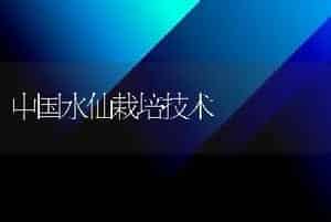 中国水仙栽培技术