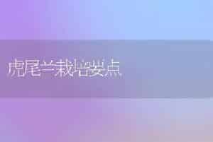 虎尾兰栽培要点