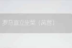 罗马直立生菜（莴苣）