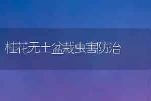 中国水仙繁殖方法