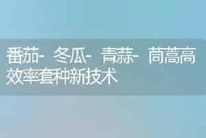 番茄-冬瓜-青蒜-茼蒿高效率套种新技术