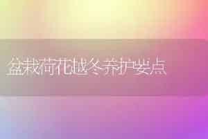 盆栽荷花越冬养护要点