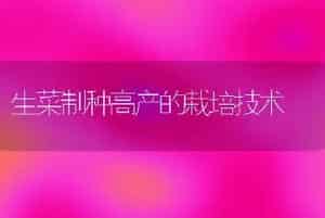 生菜制种高产的栽培技术