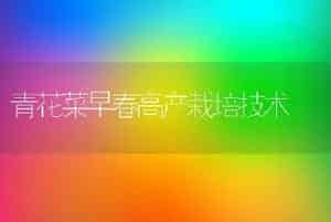 青花菜早春高产栽培技术