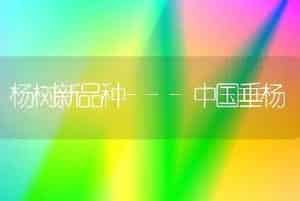 杨树新品种---中国垂杨