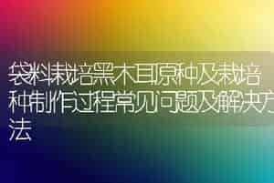 袋料栽培黑木耳原种及栽培种制作过程常见问题及解决方法