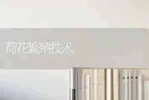 荷花繁殖技术