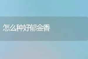 怎么种好郁金香