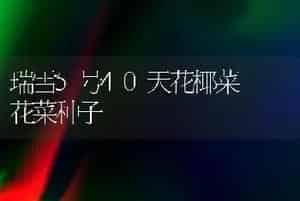 瑞雪5号40天花椰菜――花菜种子