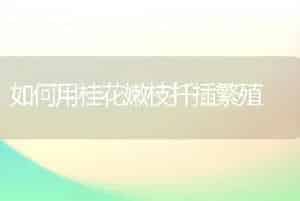 如何用桂花嫩枝扦插繁殖