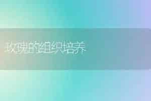 玫瑰的组织培养