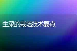 生菜的栽培技术要点