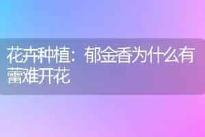 花卉种植：郁金香为什么有蕾难开花