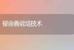 郁金香栽培技术