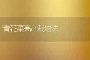 青花菜高产栽培法