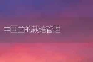 中国兰的栽培管理