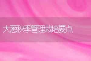 大葱秋季管理栽培要点