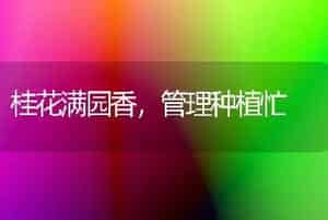 桂花满园香，管理种植忙