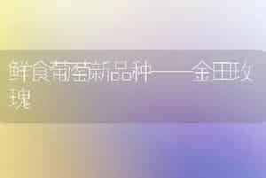 鲜食葡萄新品种——金田玫瑰