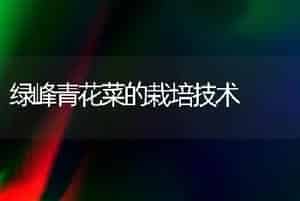 绿峰青花菜的栽培技术
