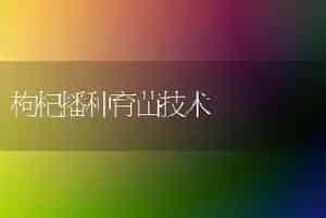 枸杞播种育苗技术