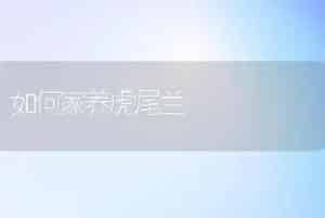 如何家养虎尾兰