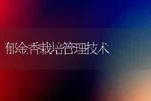 郁金香栽培管理技术