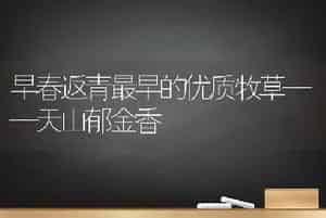 早春返青最早的优质牧草——天山郁金香
