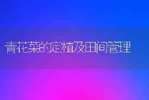 青花菜的定植及田间管理