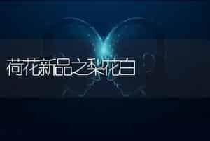 荷花新品之梨花白