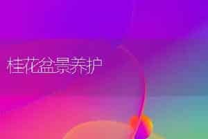 桂花盆景养护