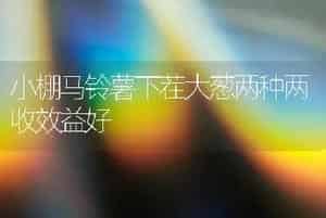 小棚马铃薯下茬大葱两种两收效益好