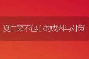 夏白菜不包心的成因与对策