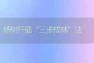 玫瑰对环境条件的要求