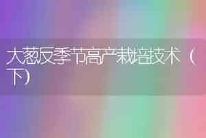 大葱反季节高产栽培技术（下）