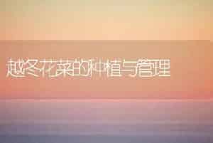 越冬花菜的种植与管理
