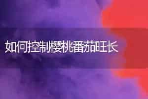 如何控制樱桃番茄旺长