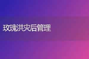 玫瑰洪灾后管理
