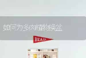 如何为多肉植物换盆