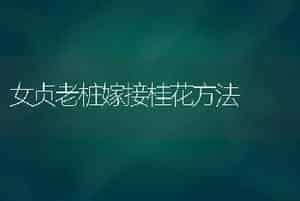 女贞老桩嫁接桂花方法