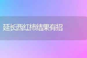 玫瑰栽培管理[种植]