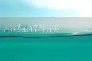 青花菜的品种分类