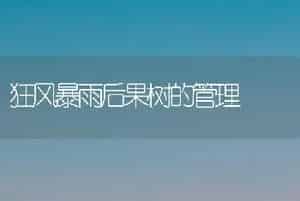 重庆脐橙果实采后商品化处理技术