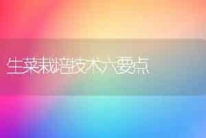 生菜栽培技术六要点