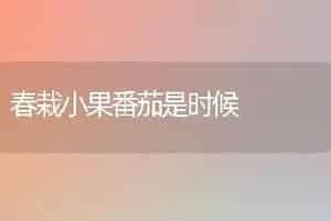 春栽小果番茄是时候