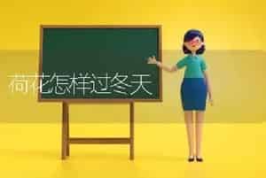 荷花怎样过冬天