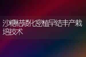 黑木耳种内杂交子的鉴定技术