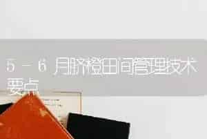 5-6月脐橙田间管理技术要点